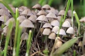 Buy Wild Mushrooms In The Uk: The Top Sites To Find Them
