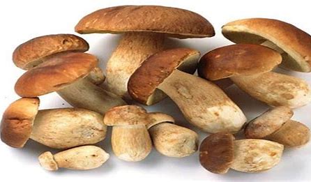  How To Get The Best Prices On Magic Mushrooms In The Uk?